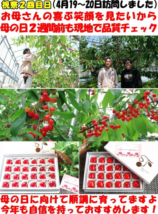 山形さくらんぼ現地取材3