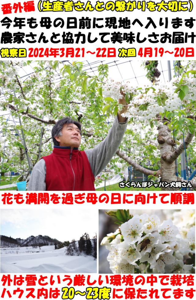 山形さくらんぼ現地取材1