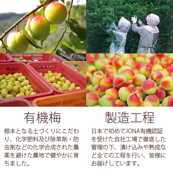 有機梅についてと日本で初めてJONA有機認証を受けた自社工場での製造工程