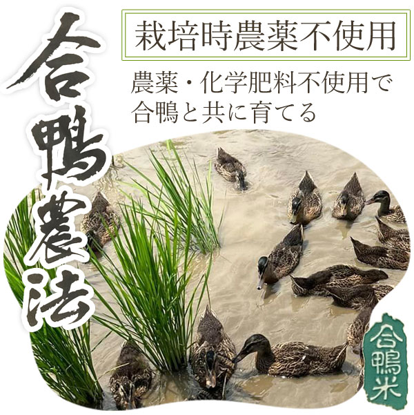 合鴨農法
