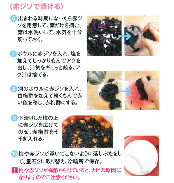 赤シソで漬ける 梅干用 青梅