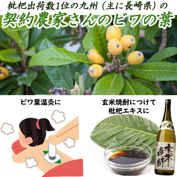 ビワの葉について