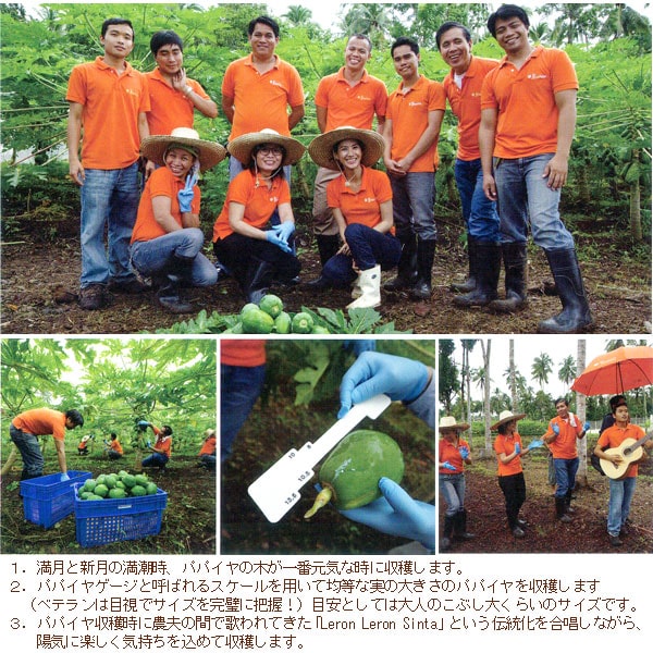 青パパイヤの収穫について