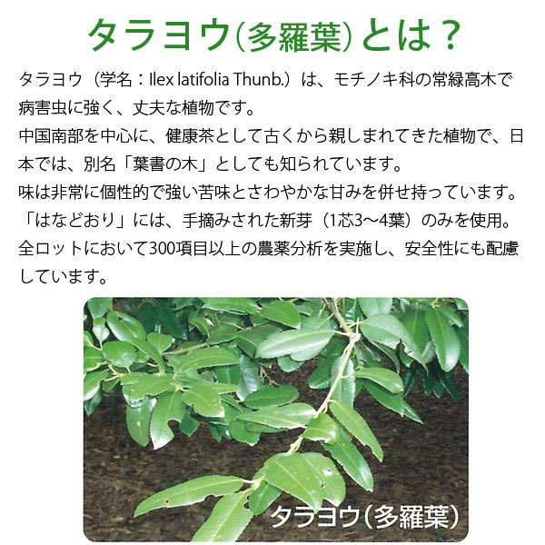 タラヨウとは？