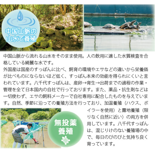 中国山脈の山水で養殖。人の引用に適した水質検査を合格している綺麗な水です。八千代すっぽんは、産卵→育生→出荷までの過程の作業・管理を全て日本国内の自社で行っております。また、薬品・抗生剤などは一切使わず、エサの肥料メーカーで自社専用に配合したものを与えています。自然、季節に沿っての養殖方法を行っており、加温養殖(ハウス、ボイラーを使用)と露地養殖(限りなく自然に近い)の両方を併用しています。八千代すっぽんは、混じりけのない養殖場の中で、毎日のびのびと気持ちよく育っています。