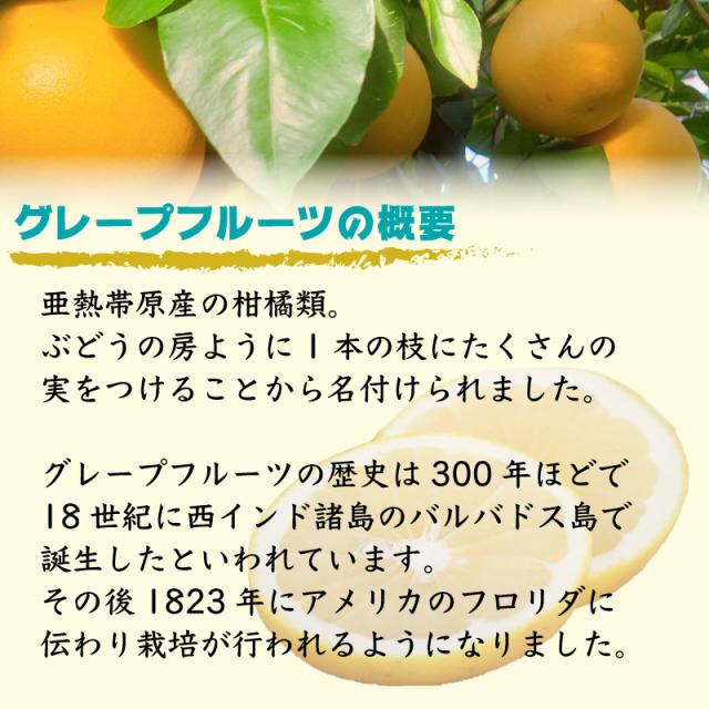 100 安心保証 順次発送 グレープフルーツ 国産 国産グレープフルーツ Japanルビー 熊本産 ジャパンルビー 10kg 約22 28玉 4l5l6lサイズ 柑橘 30 Offアウトレットsale Grupovegadiaz Com