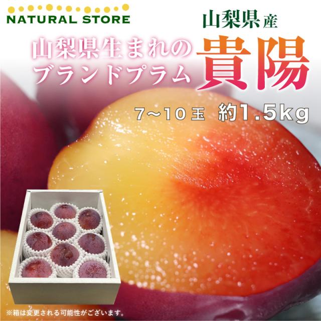 日本産 予約 7月1日 8月31日のご納品 プラム すもも 貴陽 約1 5kg 7 10玉 化粧箱 山梨県産 果物 きよう お盆 お中元 御中元 暑中見舞い 残暑 全品送料無料 Karanipoolservices Com