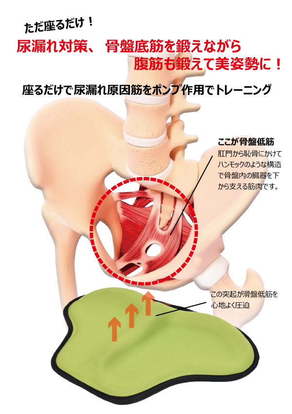 現金特価 送料無料 尿漏れ対策に 座るだけで原因筋をトレーニング Barikiku もれトレ 高い素材 Centrodeladultomayor Com Uy