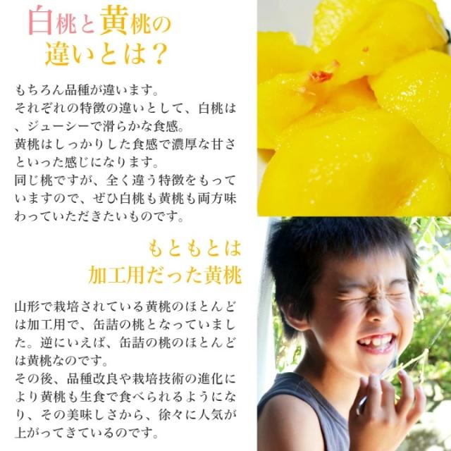 白桃と黄桃の違い