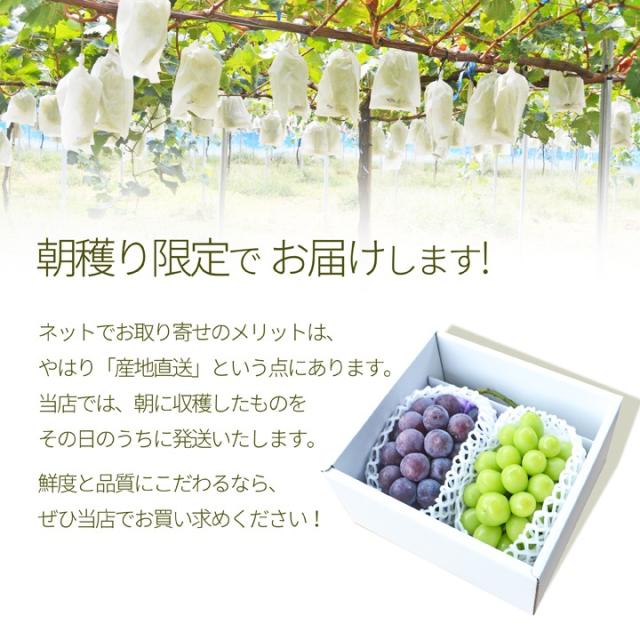 朝採り限定でお届け