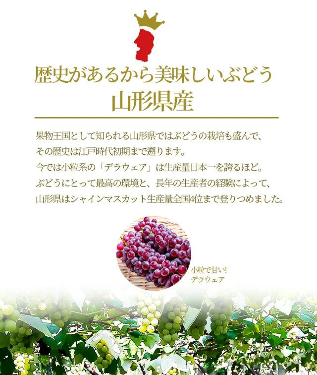 歴史があるから美味しいぶどう 山形県産