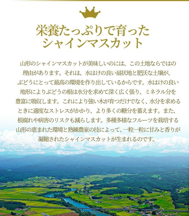 栄養たっぷりで育ったシャインマスカット