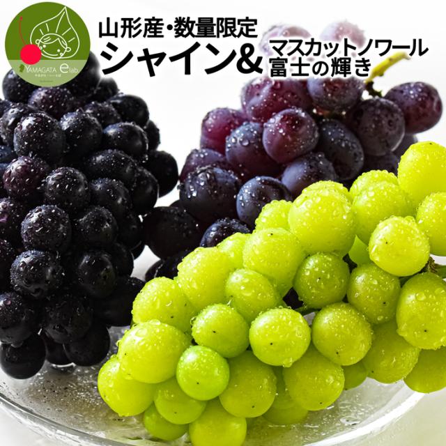 数量限定 シャインマスカット マスカットノワール 富士の輝 ぶどう食べ比べセット