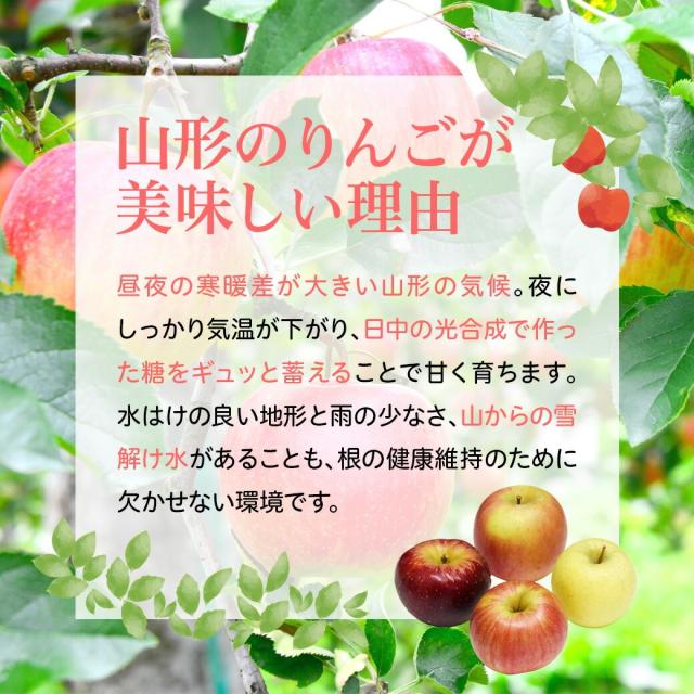 山形のりんごが美味しい理由 昼夜の寒暖差が大きい山形の気候。夜にしっかり気温が下がり、日中の光合成で育った等をぎゅっと蓄えることで甘く育ちます。水はけの良い地形と雨の少なさ、山からの雪解け水があることも、根の健康維持のために欠かせない環境です。