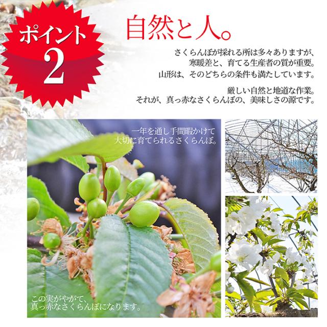 栽培に名水使用