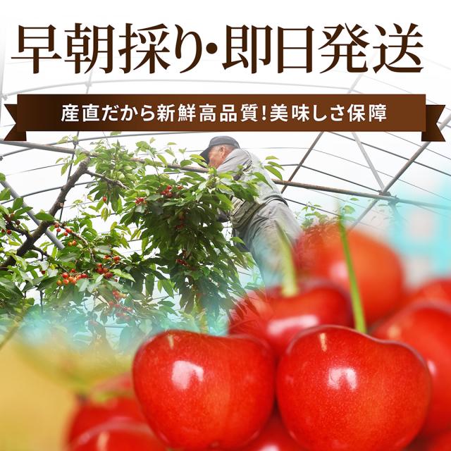 早朝採り 即日発送