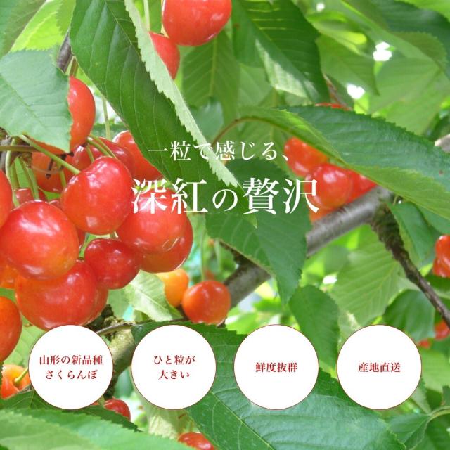 一粒で感じる深紅の贅沢 山形県の新品種さくらんぼ 一粒が大きい 鮮度抜群 産地直送