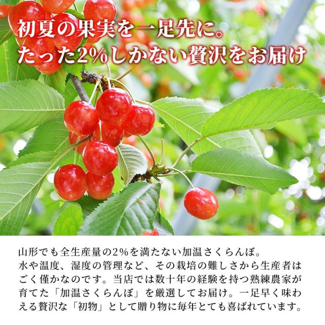 加温栽培さくらんぼ