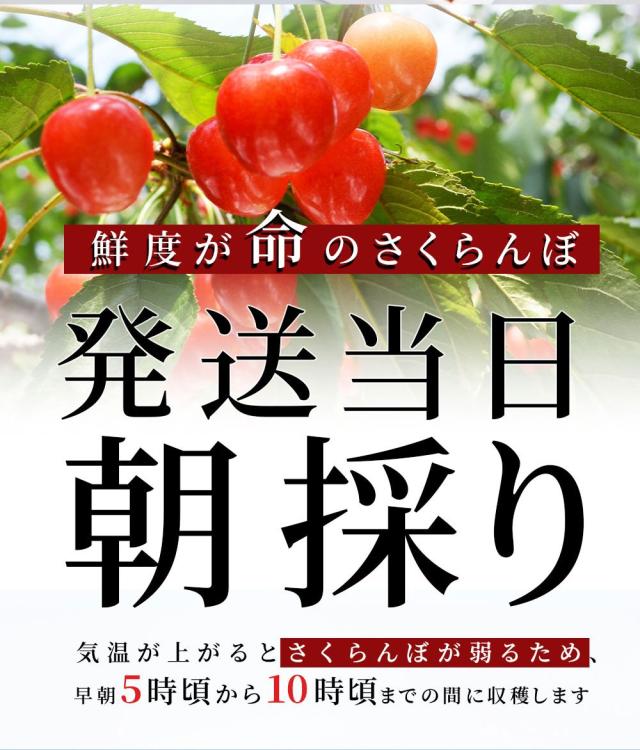 鮮度が命のさくらんぼ 発送当日朝採り 気温が上がるとさくらんぼが弱るため、早朝5時頃から10時頃までの間に収穫します