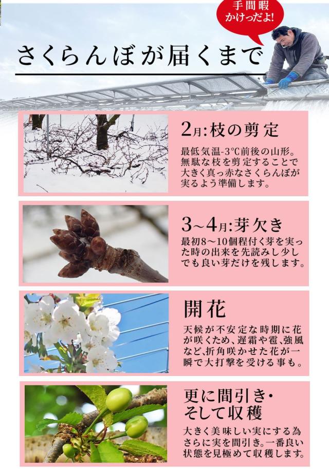 さくらんぼが届くまで