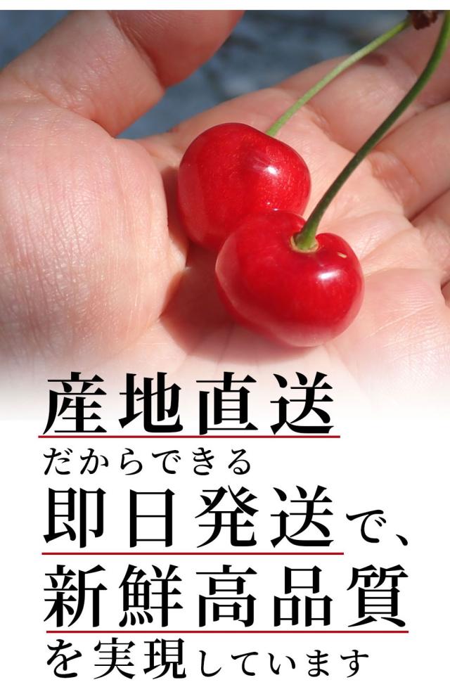 産地直送だからできる即日発送で、鮮度高品質を実現しています