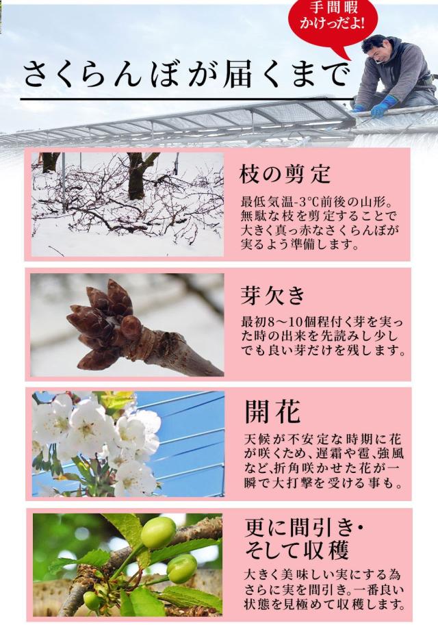 さくらんぼが届くまで
