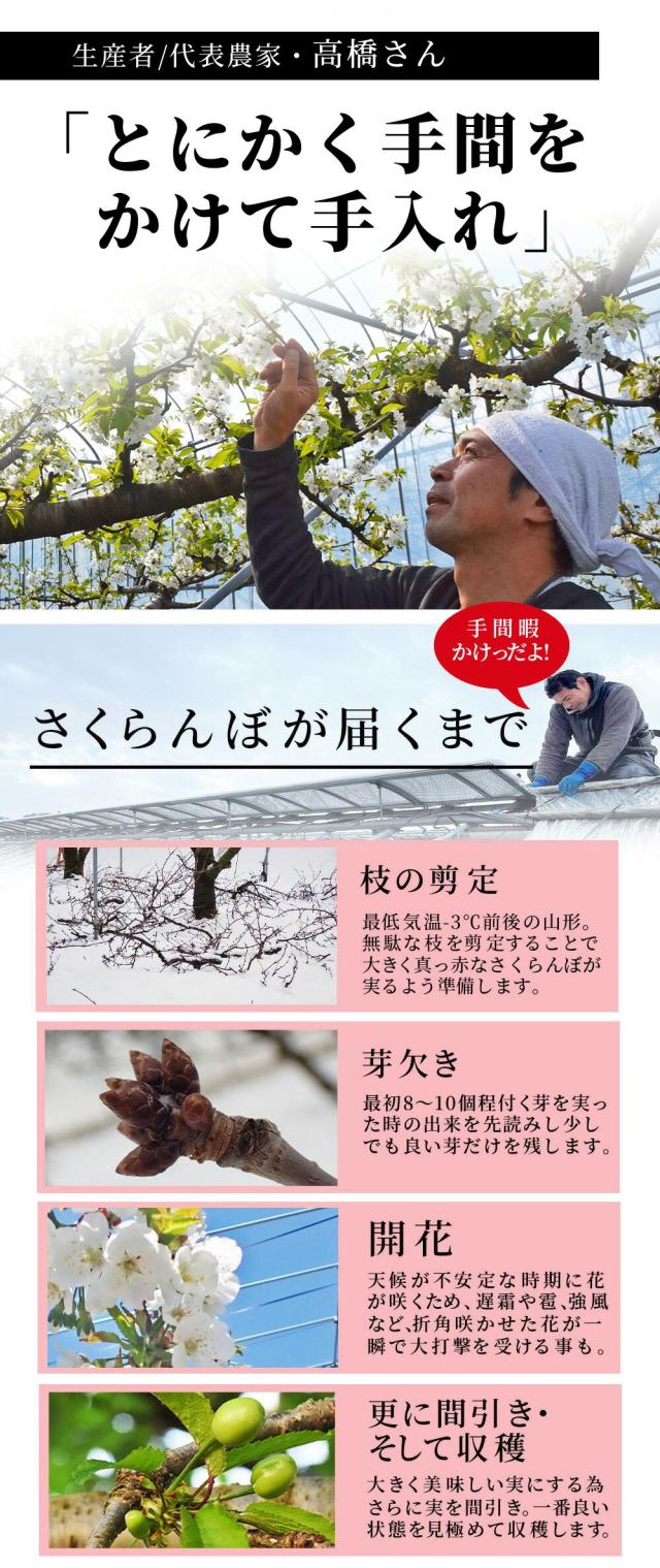 生産者 代表農家高橋さん とにかく手間をかけて手入れ さくらんぼが届くまで