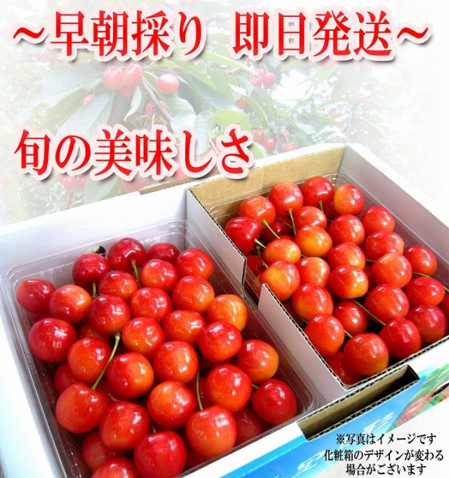 早朝採り 即日発送