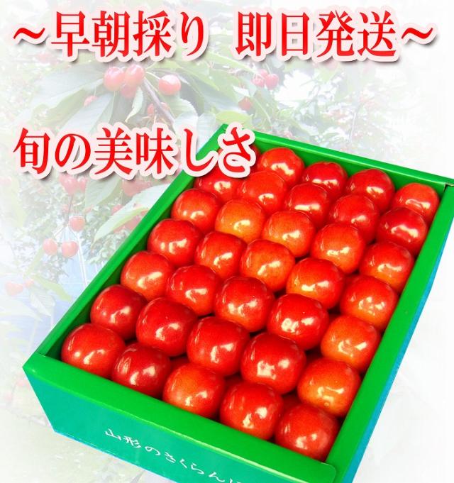 早朝採り 即日発送