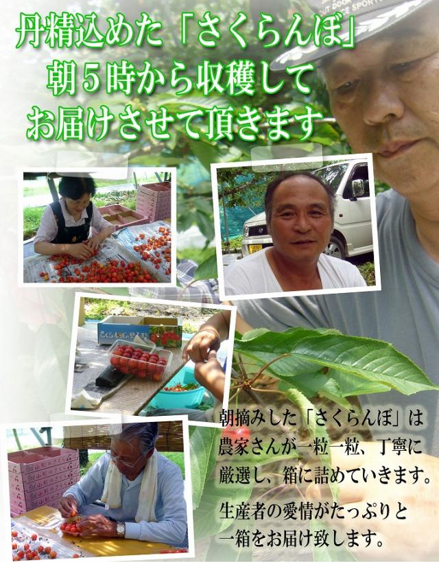 丹精込めたさくらんぼ