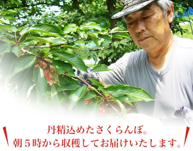 早朝に収穫してお届け