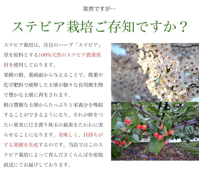 ステビア栽培をご存知ですか