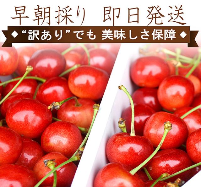 早朝採り 即日発送