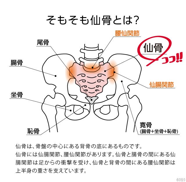 コシレッチ ゆらゆらストレッチ 仙骨まわりの筋肉をほぐす 仙腸関節 腰仙関節 腰のストレッチの通販はau PAY マーケット - ろくせん | au  PAY マーケット－通販サイト