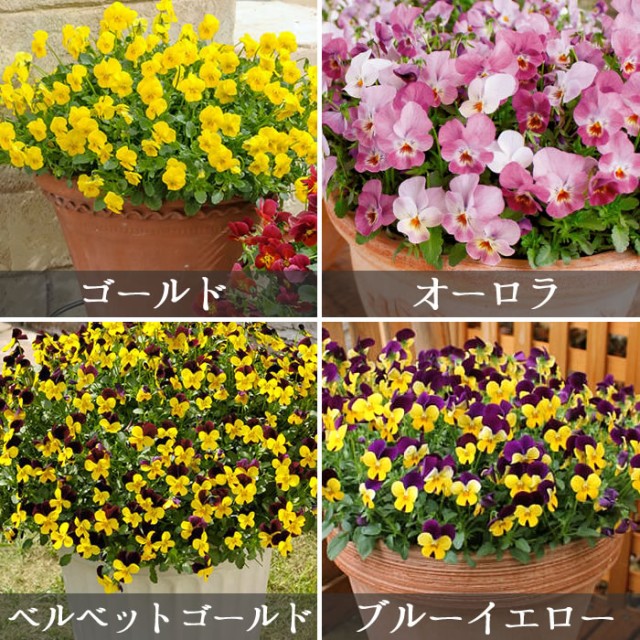 すべての美しい花の画像 元のフィオリーナ 花 すべての美しい花の画像 元のフィオリーナ 花