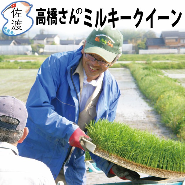 高橋さんのミルキークイーン
