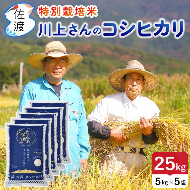 佐渡産コシヒカリ 川上さんの特別栽培米