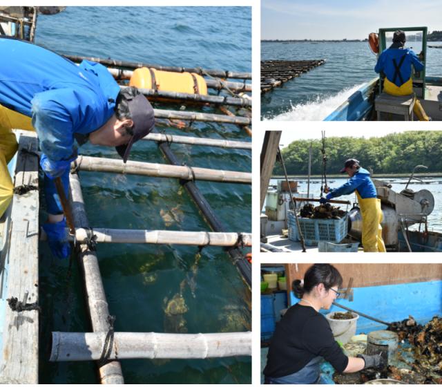 佐渡のカキ漁