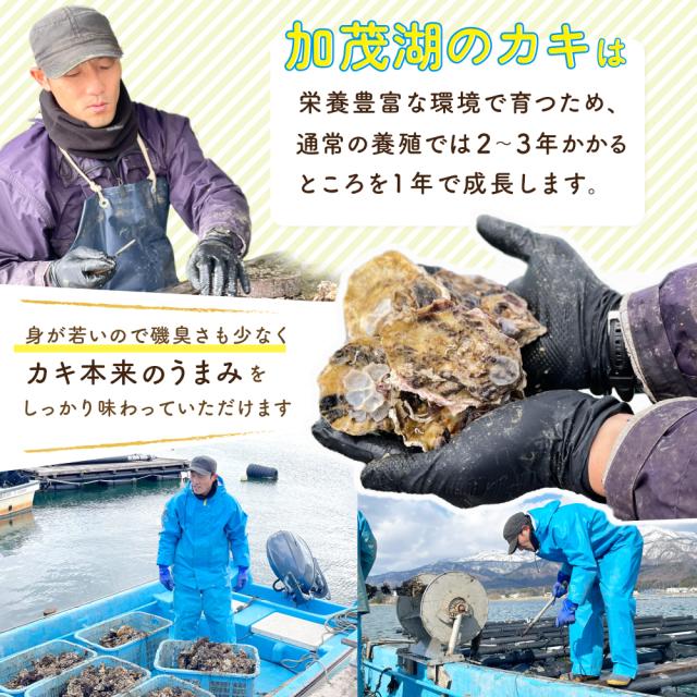 加茂湖の牡蠣は1年で成長します