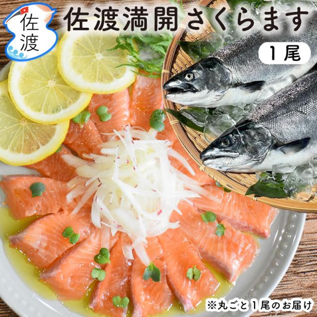 佐渡産さくらます1尾