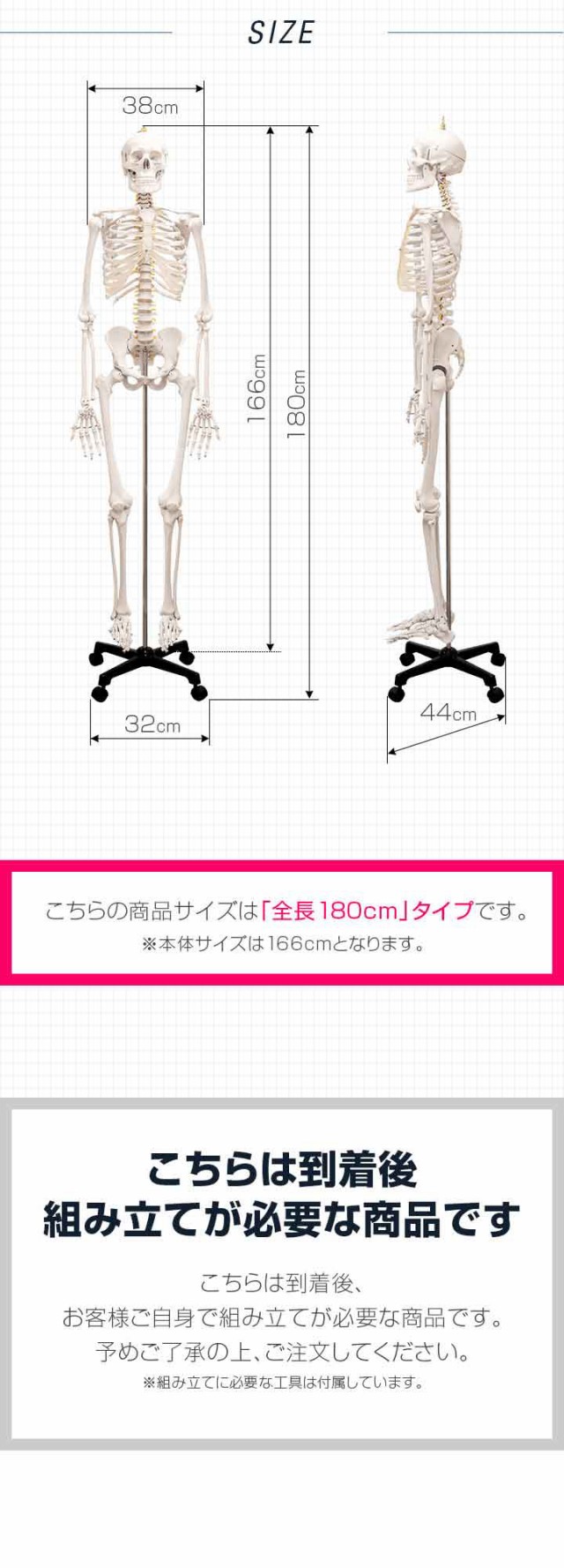 人体模型 骨格模型 骨 等身大 身長約166cm 展示スタンド付き 骨格標本 骨格モデル 全身骨格模型 実物大 直立 可動 医学 理学 解剖学  整体の通販はau PAY マーケット - マックスシェアー | au PAY マーケット－通販サイト