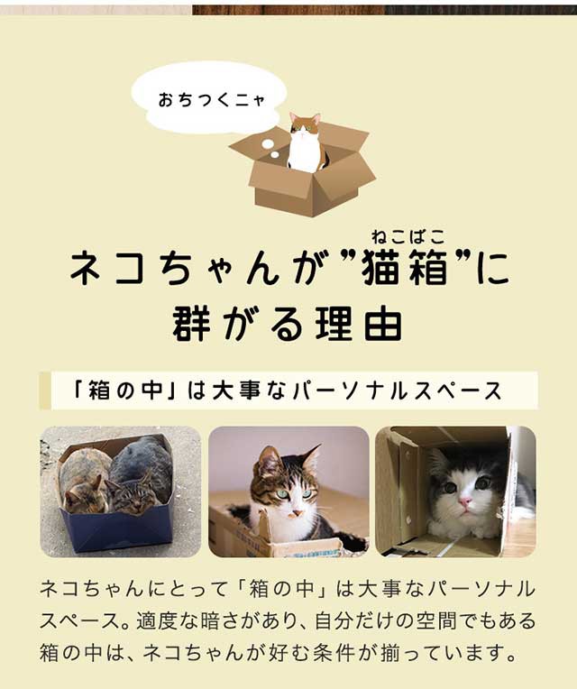 猫 おもちゃ 猫箱 ボックス ベッド 遊び ねこ ネコ 玩具 オモチャ 小屋