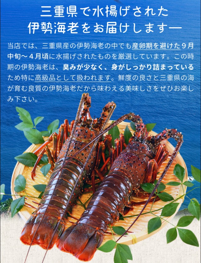 低価国産 伊勢海老 イセエビ お中元 ギフトの通販はau PAY マーケット - 伊勢鳥羽志摩特産横丁|商品ロットナンバー:508276313 三重県産 900g サイズ限定特別価格 送料無料 刺身用瞬間冷凍 伊勢エビ 国産得価