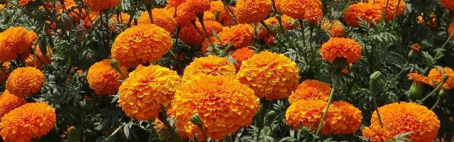 ルテインの原料マリーゴールド