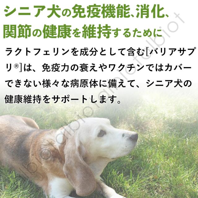 シニア犬の免疫機能、消化、関節の健康を維持するために