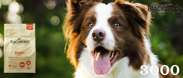 ブラックウッド　3000