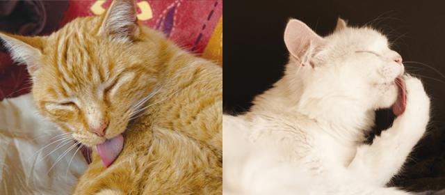 うっとりとした様子のねこ