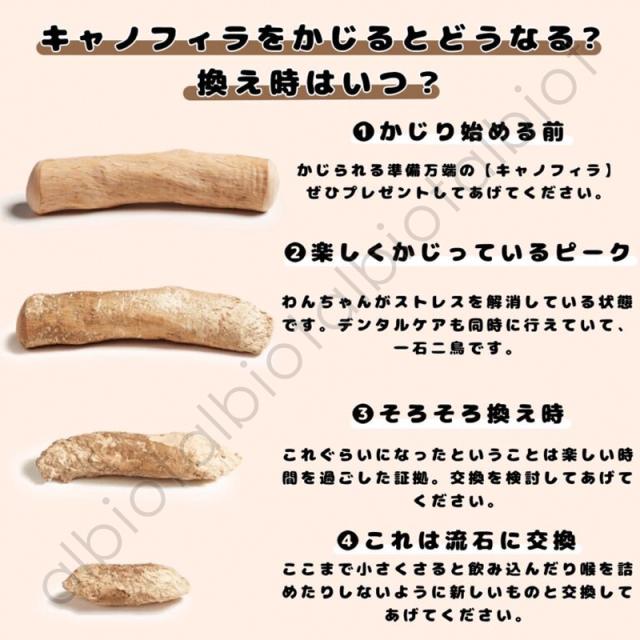 キャノフィラをかじるとどうなる？換え時はいつ？