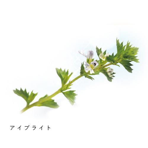 アイブライト