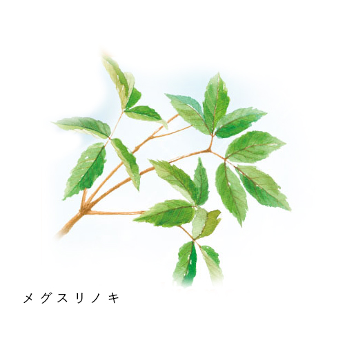 メグスリノキ